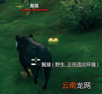 英灵神殿猪能繁殖吗 Valheim英灵神殿猪驯化及喂养方法介绍