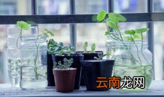 适合水培的植物 什么植物适合水培