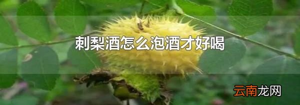 刺梨酒怎么泡酒才好喝