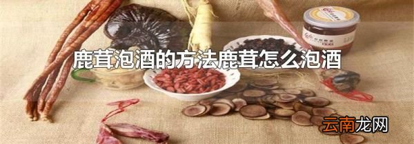 鹿茸泡酒的方法鹿茸怎么泡酒