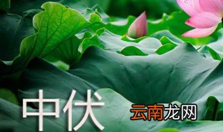 中伏吃什么蔬菜 中伏适合吃的蔬菜