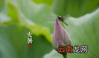 大暑时节饮食怎么吃 大暑时节应该吃的食物介绍