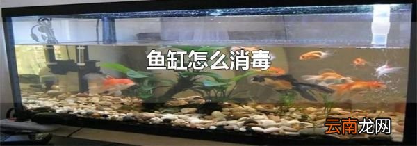 鱼缸怎么消毒