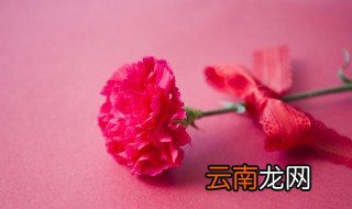 给女性长辈送什么花 给女性长辈送的花