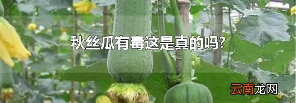 秋丝瓜有毒这是真的吗?