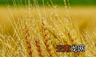 麦子是什么 麦子是啥