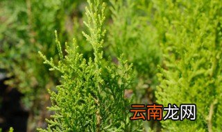 什么是裸子植物 啥是裸子植物