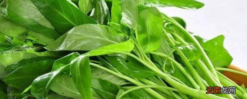空心菜的叶子能吃吗