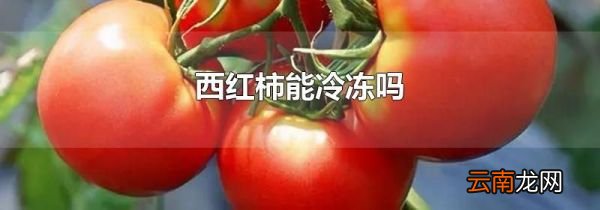 西红柿能冷冻吗