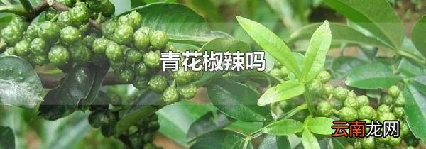 青花椒辣吗