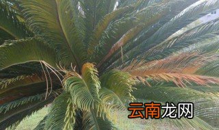 铁树叶子发黄 铁树叶子发黄怎么办