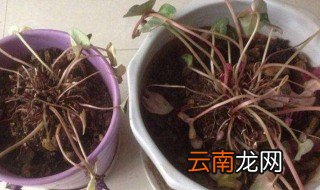 仙客来叶子发黄 仙客来叶子发黄解决方法