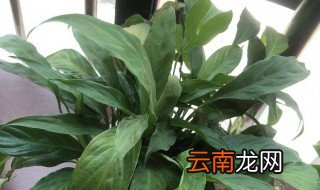 一帆风顺叶子发黄 一帆风顺叶子发黄怎么办
