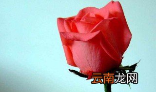 玫瑰含义 玫瑰含义分享