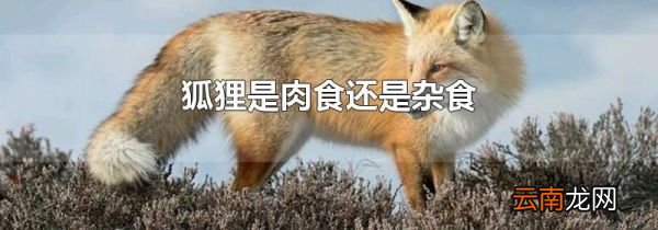 狐狸是肉食还是杂食