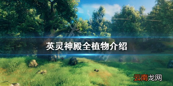 Valheim植物有哪些 英灵神殿全植物介绍