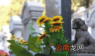 夏天的花 夏天会开的花有哪些
