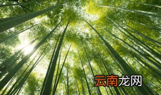 为什么说竹子开花不吉利 竹子开花不吉利的原因