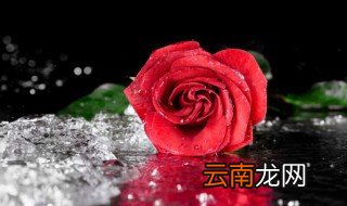 美国国花 美国国花是什么
