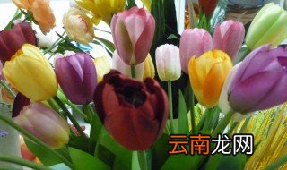 郁金香外形特点 郁金香外形特点作文
