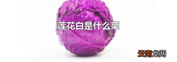 莲花白是什么菜