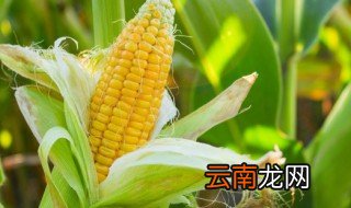 玉米羹怎么做好吃又香 玉米羹怎么做才好吃