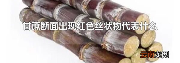 甘蔗断面出现红色丝状物代表什么