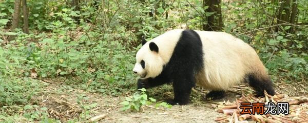 大熊猫的特点 大熊猫的特点是什么