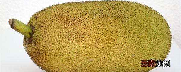 菠萝蜜一年结几次果 菠萝蜜一年可以结几次果