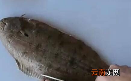 龙利鱼怎么处理干净
