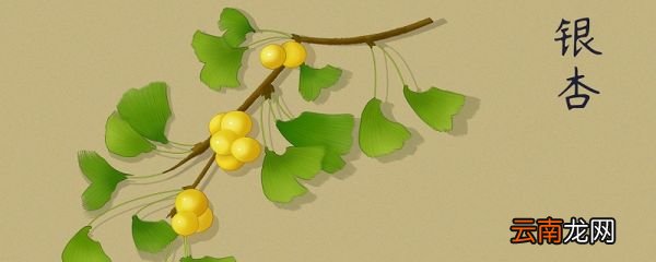 香榧的功效与作用 香榧有哪些功效作用