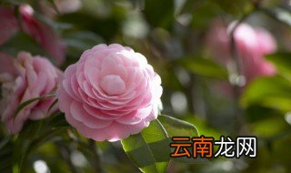 报花名绕口令 绕口令的相关知识