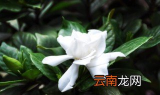 绿植怎么养 绿植怎样养才能更茂盛