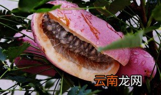 八月瓜需要裂开才好吃吗 八月瓜的简介