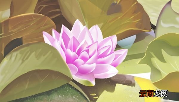 碗莲怎么种 碗莲的种植方法