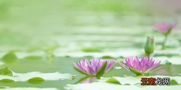 碗莲怎么种 碗莲的种植方法