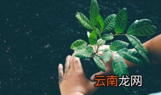 冬天栽树技巧一个很实用的技巧