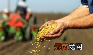 种子播种方法，清香木种子播种方法