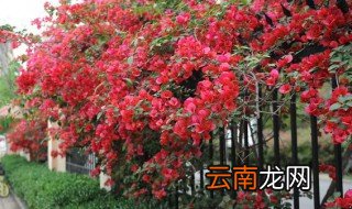 小区栽种花苗的注意事项 花卉间苗的注意事项