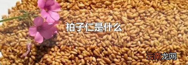 柏子仁是什么