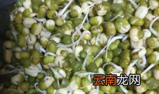 黄豆芽的生长过程 黄豆芽的生长过程分享