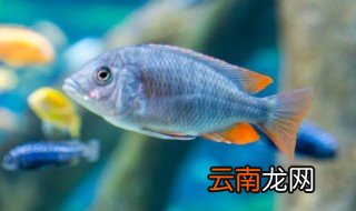 怎么养海水鱼 新手怎么养海水鱼