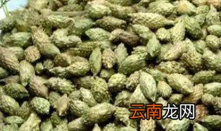 苍耳子泡水需要炒熟吗 苍耳子炒黄多久能熟