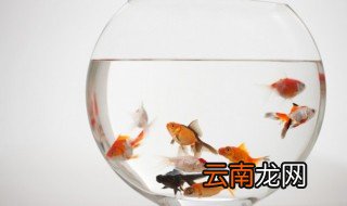 刚生的小鱼仔怎么养 小鱼仔怎么养