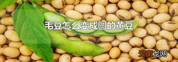 毛豆怎么变成圆的黄豆