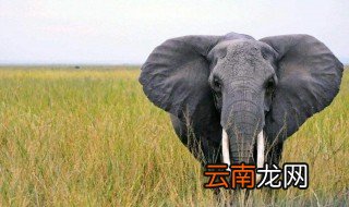 象的寓意 象的寓意是什么