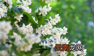 茉莉花可以直接泡茶吗 茉莉花可以直接泡茶吗吗