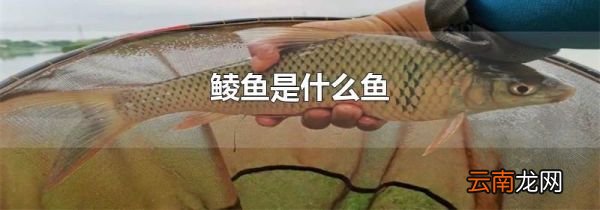 鲮鱼是什么鱼