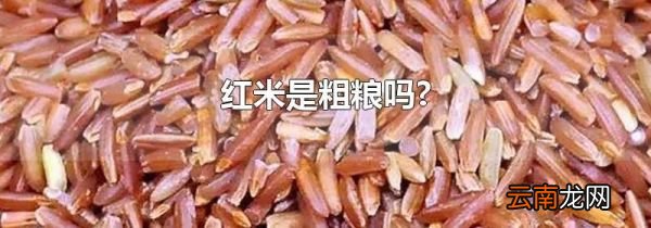 红米是粗粮吗?