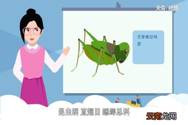 蛐蛐吃什么 蛐蛐是什么昆虫